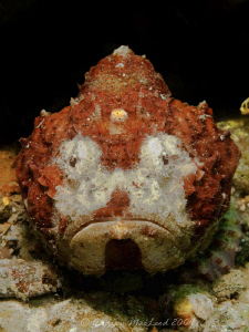 Off bata Filipines.. teh stone fish! by Andrew Macleod 